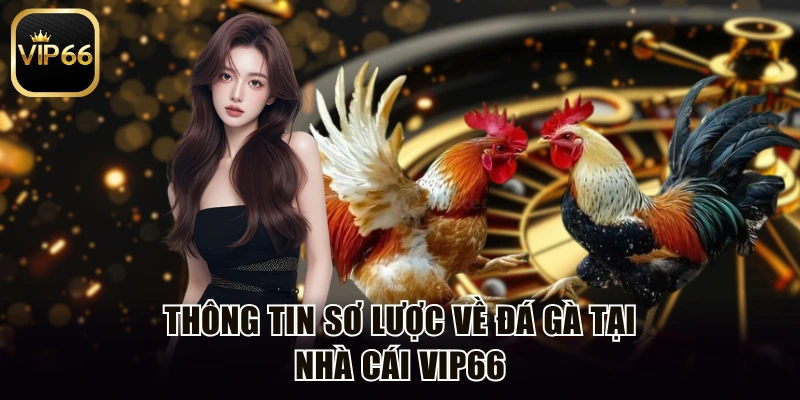 Thông tin sơ lược về đá gà tại nhà cái Vip66